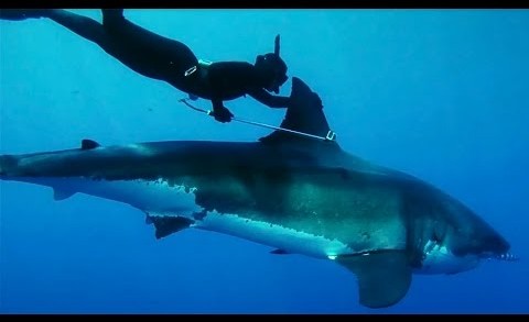 Kimi Werner: The Woman Who Rides Great White Sharks