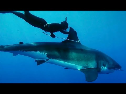 Kimi Werner: The Woman Who Rides Great White Sharks