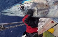 Spearfishing Dogtooth Tuna & Wahoo in Tonga